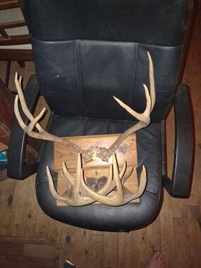 Natural Antler Wall Mount - Rustic Brown